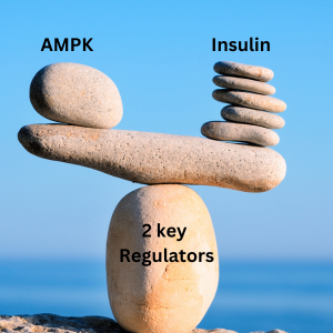 AMPK and insulin are two key regulators of cellular metabolism
